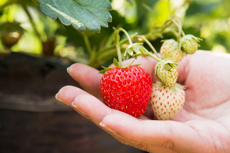 Qué cultivo en el balcón de casa para comer - El Jardín de Venus