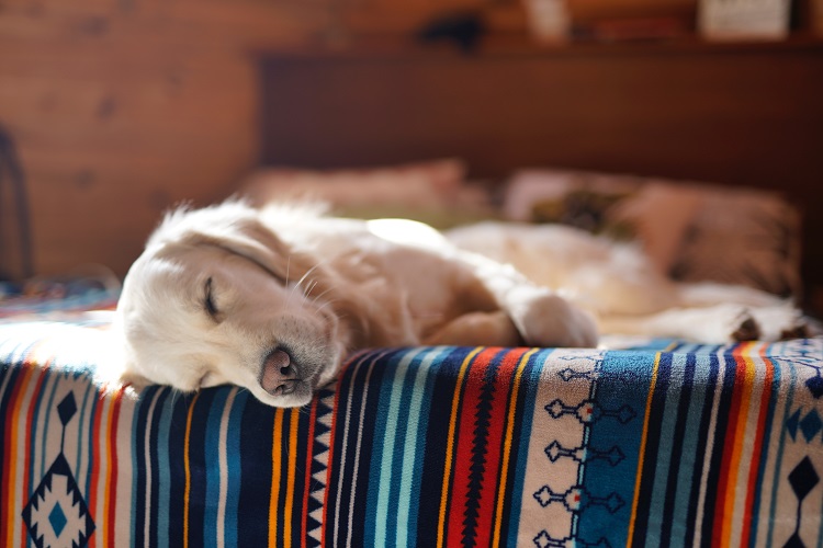 Cómo bajar la fiebre a un perro - El Jardín de Venus