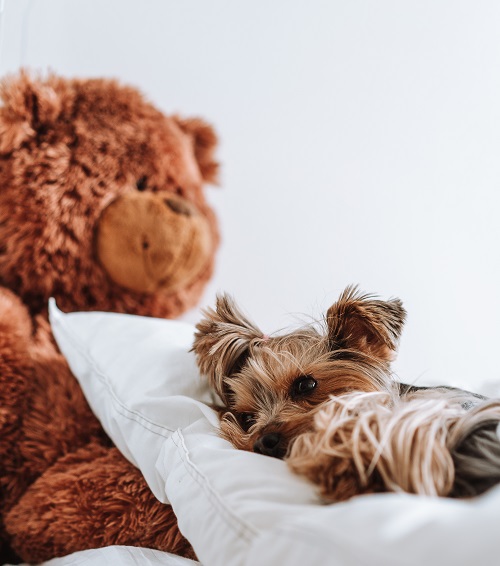 Cómo bajar la fiebre a un perro - El Jardín de Venus