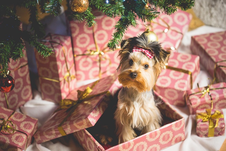 Cómo cuidar a tu perro en Navidad - El Jardín de Venus