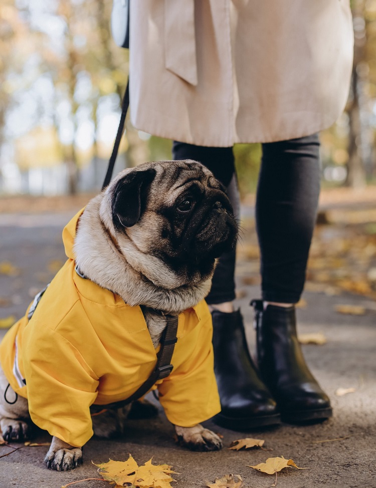 Cuáles son las razas de perros más frioleras - El Jardín de Venus