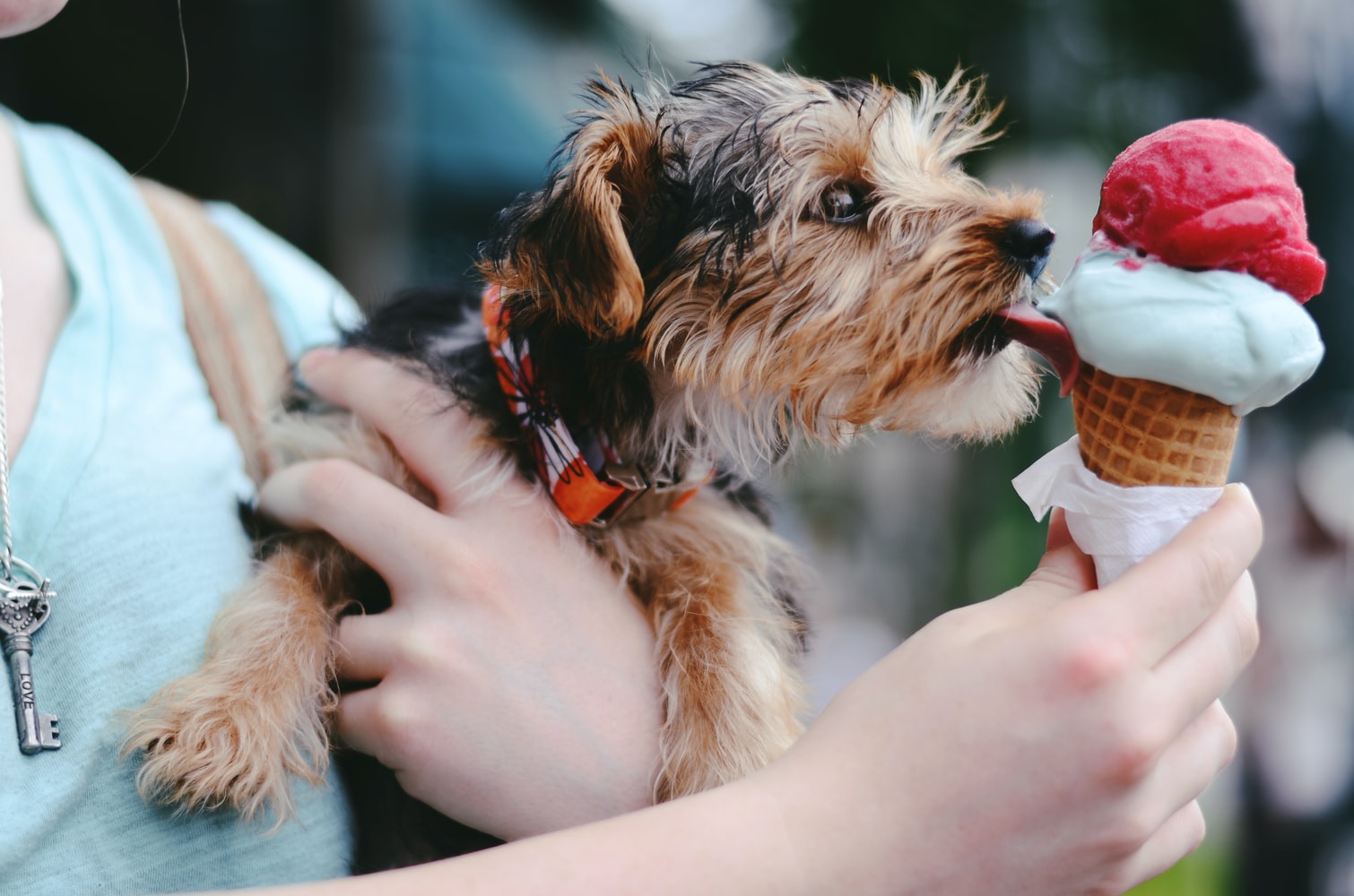 Errores a evitar con tus mascotas en verano - El Jardín de Venus