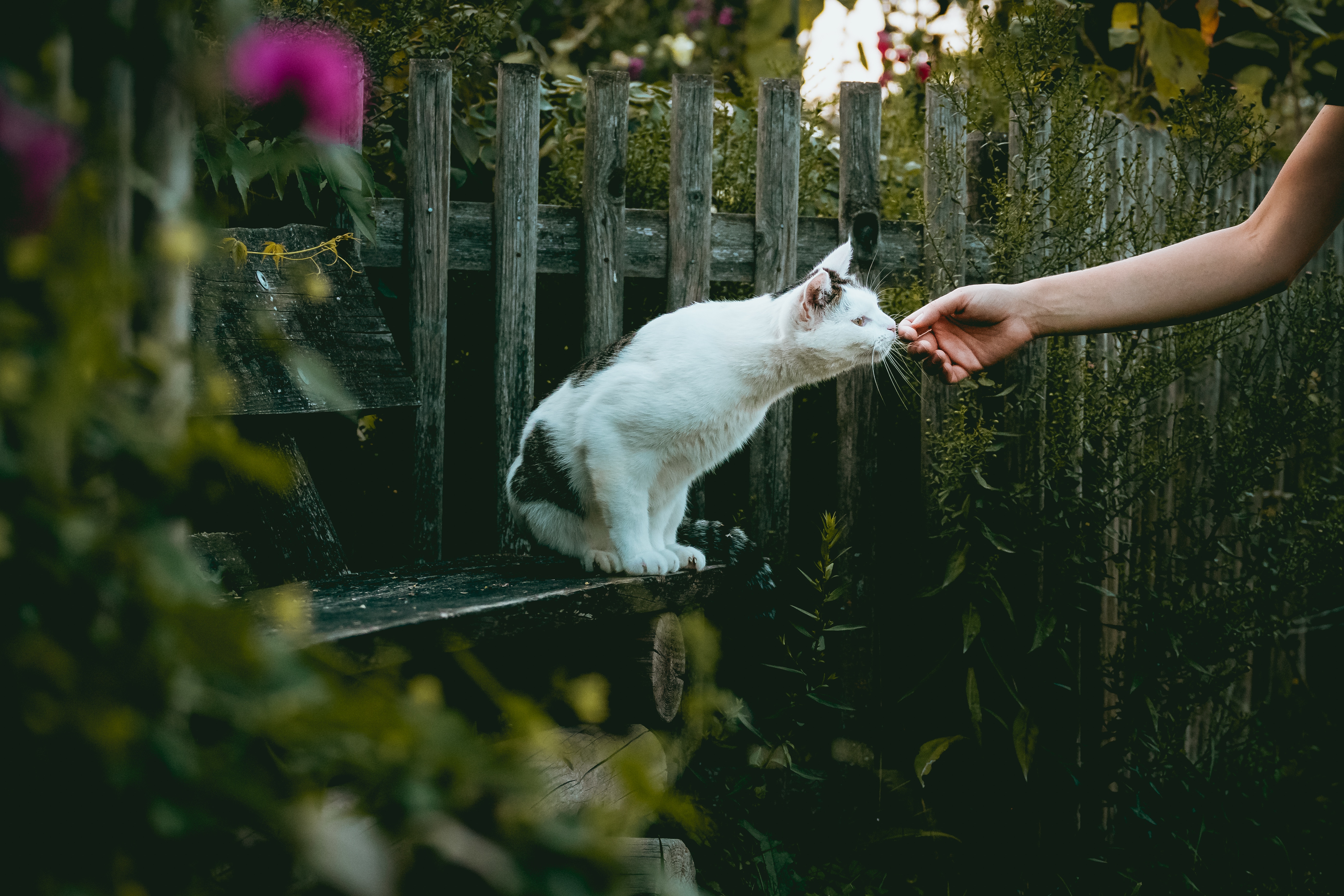 Errores a evitar con tus mascotas en verano - El Jardín de Venus