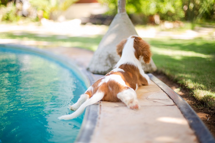 Perros en piscina - El Jardín de Venus