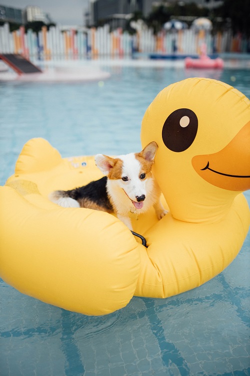 Perros en piscina - El Jardín de Venus