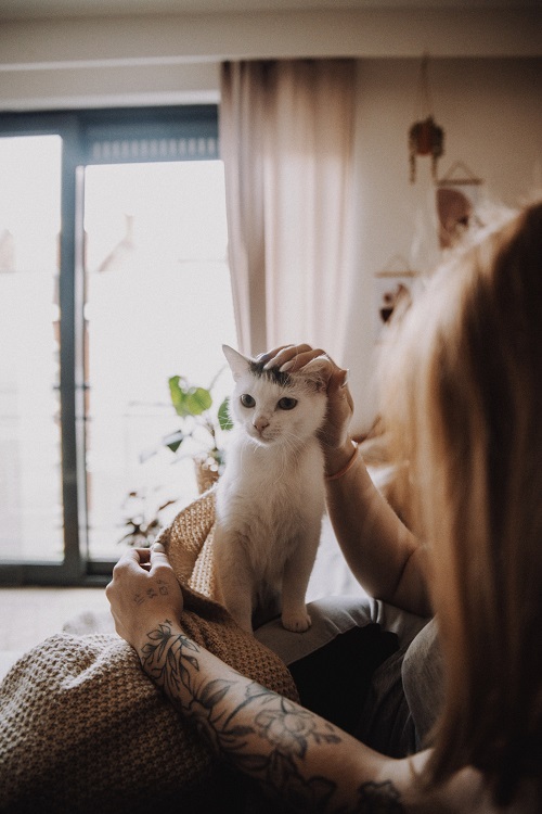 Qué necesita un gato para tener bienestar - El Jardín de Venus