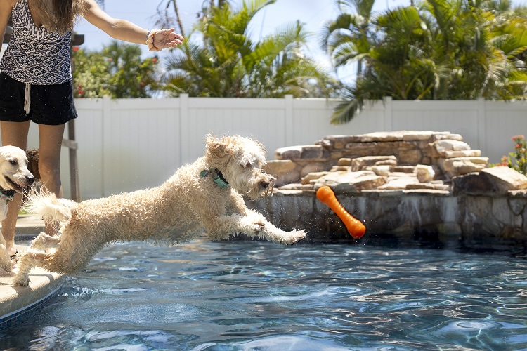 Riesgos de las piscinas para los perros - El Jardín de Venus
