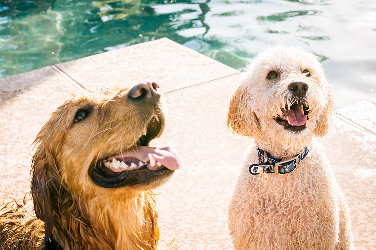 Riesgos de las piscinas para los perros - El Jardín de Venus