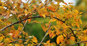 Recogida de hojas en otoño