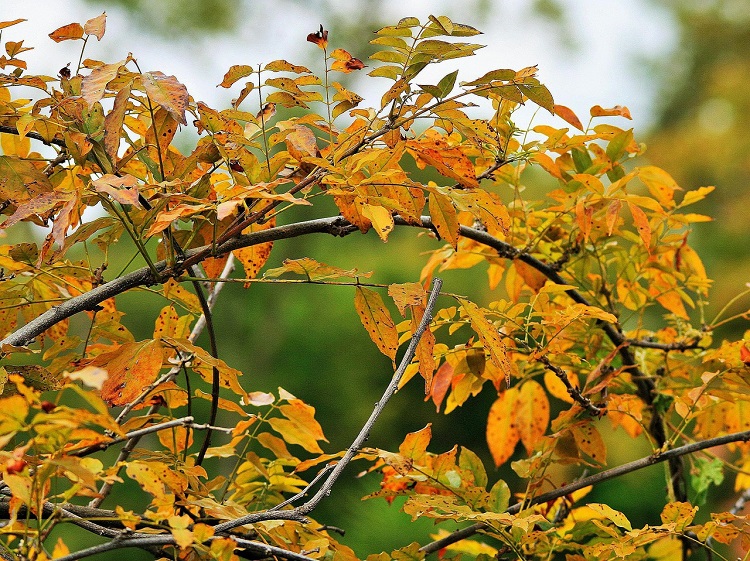 Recogida de hojas en otoño - El Jardín de Venus