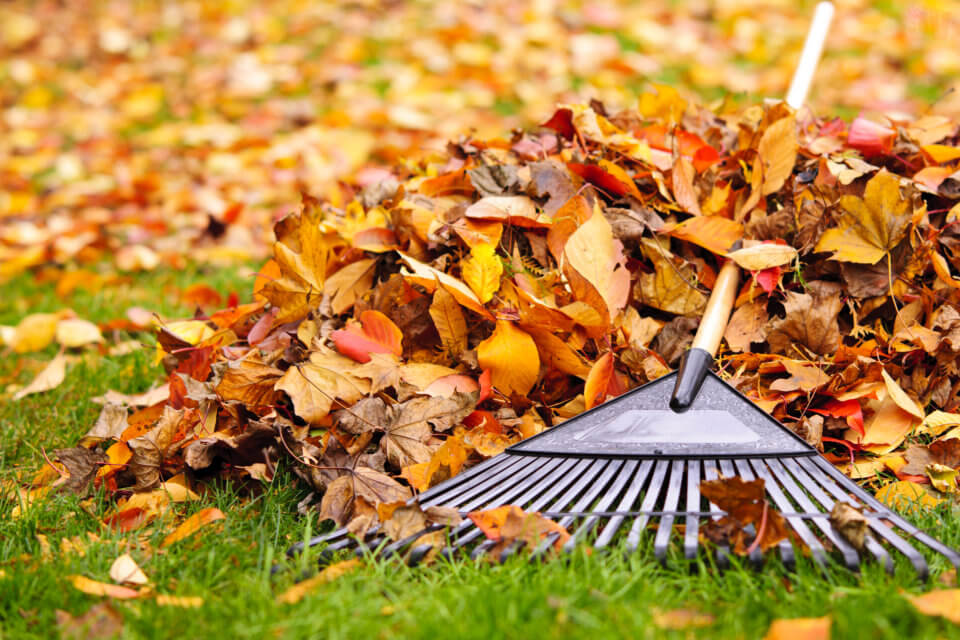 Recogida de hojas en otoño - El Jardín de Venus