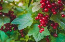 Arbustos de bayas comestibles para el jardín - El Jardín de Venus