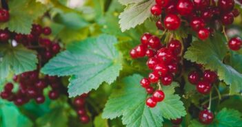 Arbustos de bayas comestibles para el jardín - El Jardín de Venus