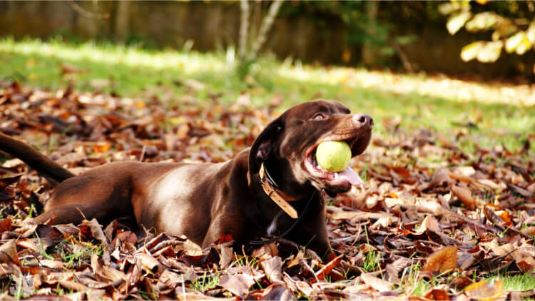 Cosas diverridas que puedes hacer con tu perro