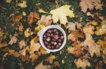 Senderismo y recolección de alimentos silvestres en otoño - El Jardín de Venus