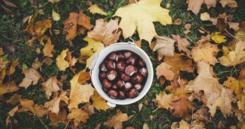 Senderismo y recolección de alimentos silvestres en otoño - El Jardín de Venus