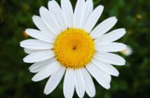 Cosas curiosas sobre las margaritas - El Jardín de Venus