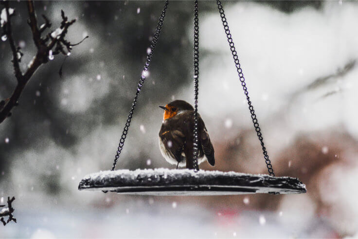 Pájaro en jardín de invierno