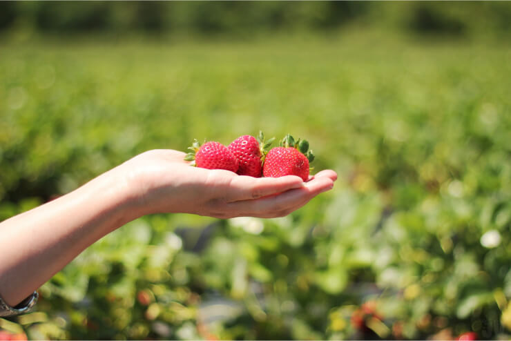 10 razones para comer fresas