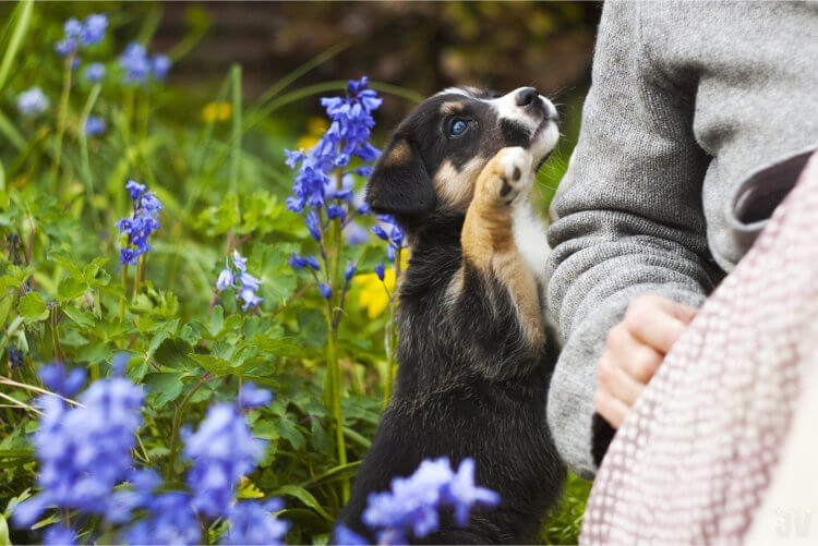 8 cosas de las que proteger a tu perro en primavera