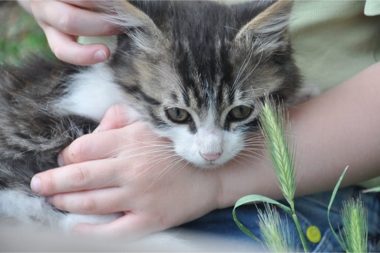 Cómo sacar garrapaas a perros o gatos