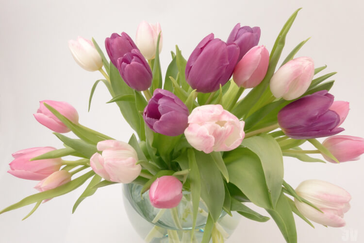 Flores para decorar la casa en primavera: Tulipanes