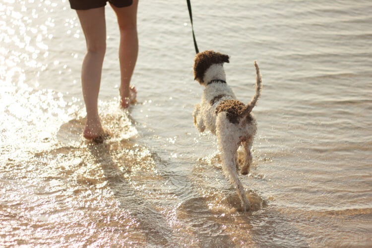 Consejos para disfrutar con tu perro en vacaciones - El Jardín de Venus