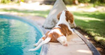 Perros en piscina - El Jardín de Venus