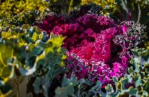 Huerto ornamental en el jardín - El Jardín de Venus