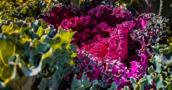 Huerto ornamental en el jardín - El Jardín de Venus