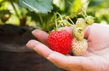 qué cultivo en el balcón de casa para comer