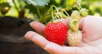 qué cultivo en el balcón de casa para comer