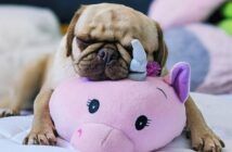 Por qué algunas razas de perro se ponen de moda - El Jardín de Venus