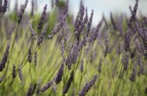 cómo diseñar un jardín de bajo consumo hídrico - El Jardín de Venus