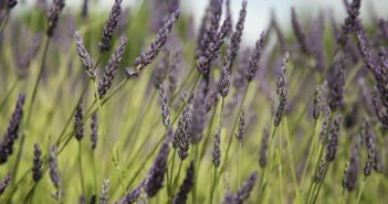 cómo diseñar un jardín de bajo consumo hídrico - El Jardín de Venus