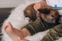 Vivir con un conejo mascota - El Jardín de Venus