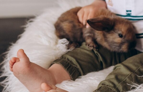 Vivir con un conejo mascota - El Jardín de Venus