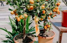 Qué árboles frutales cultivar en maceta - El Jardín de Venus